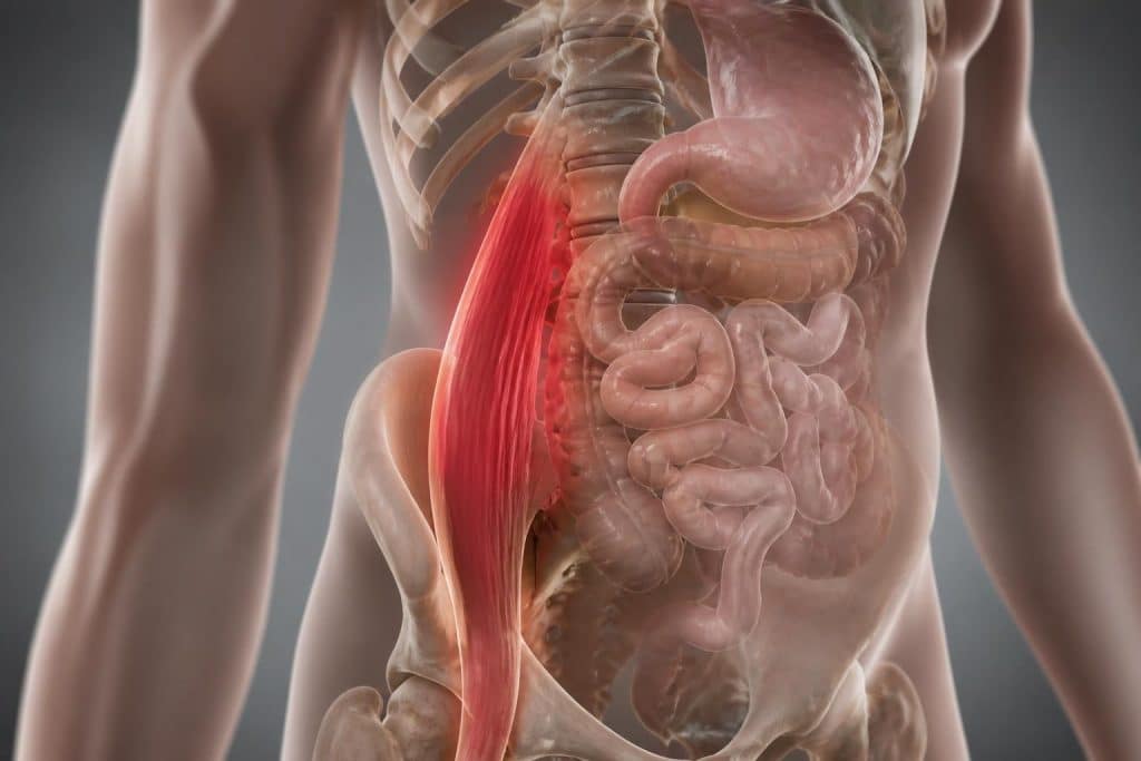 découvrez comment la douleur au psoas peut affecter l’intestin et la digestion, et apprenez à mieux comprendre l’interaction entre ce muscle clé et le système digestif.